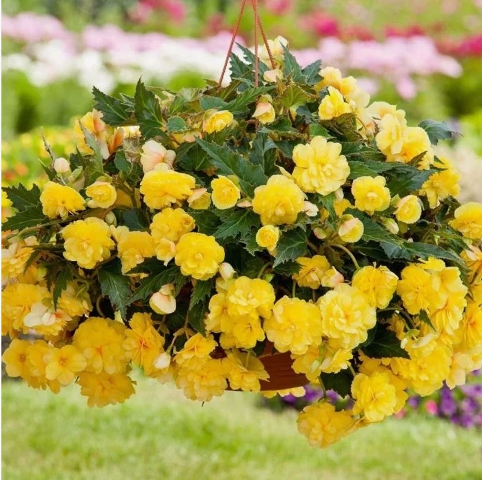 Бегония клубневая ампельная Энканта Еллоу