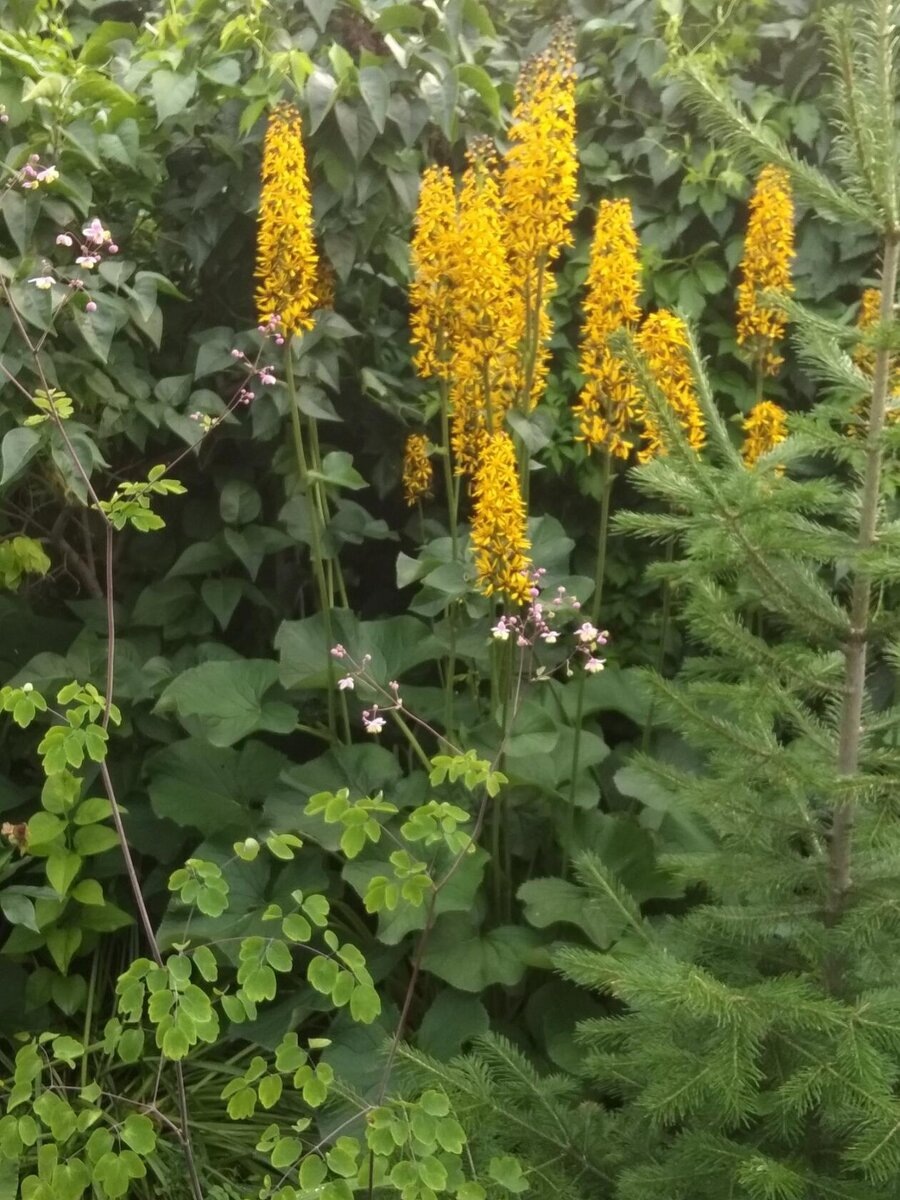 Бузульник Вича