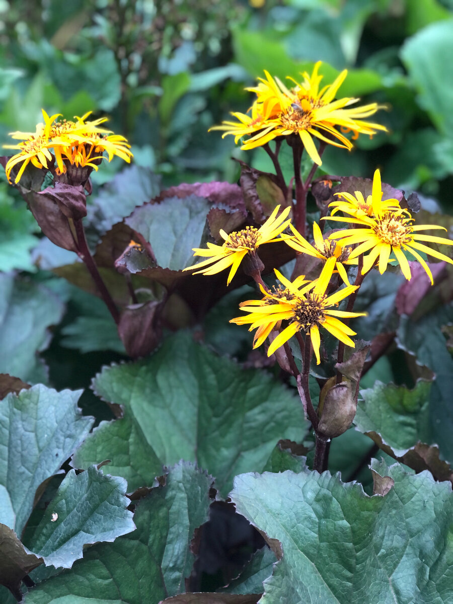 Бузульник зубчатый 'Orange Queen'