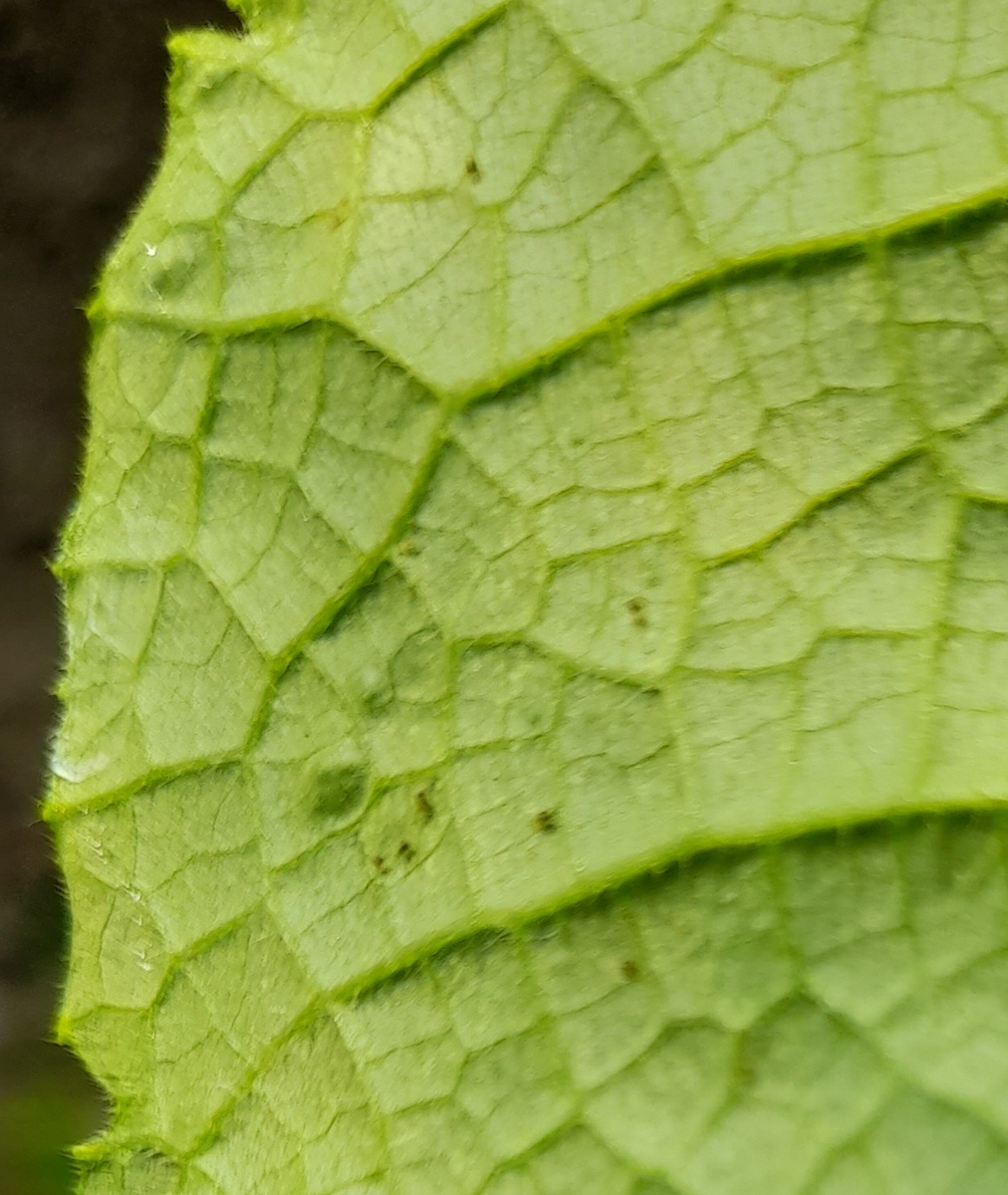 Паучки на обратной стороне листа. Фото автора 
