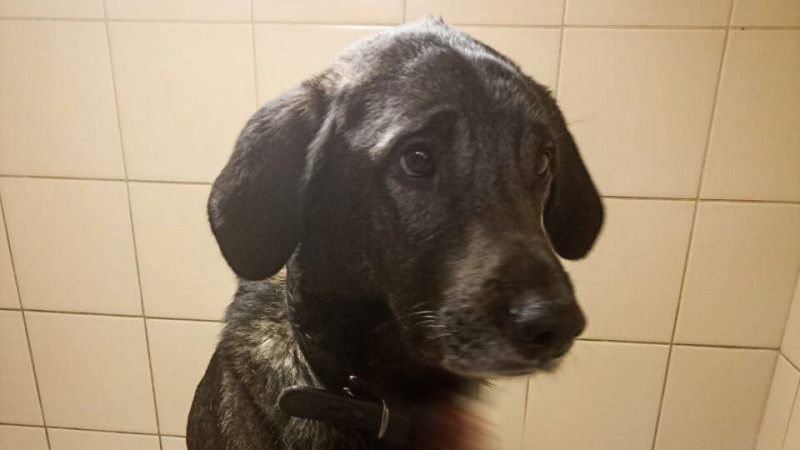 Фото: https://t.me/northernbearspb/5601