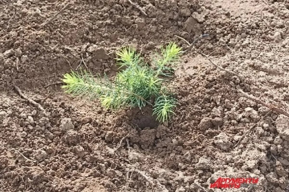    В Керчи в 2025 году планируют высадить 5 тысяч саженцев в 25 локациях