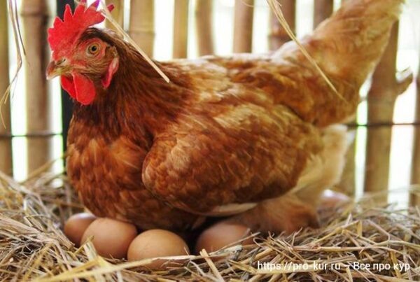 Наседка сидит на яйцах – что делать пошагово 🥚🐣🐤