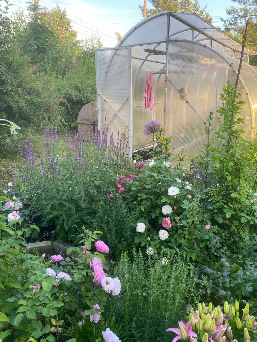 Красную тряпку все же вешают, чтобы помидоры лучше краснели? ))))) если что, то это случайное совпадение)))