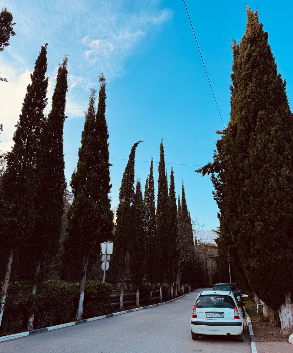 Дорога с кипарисами