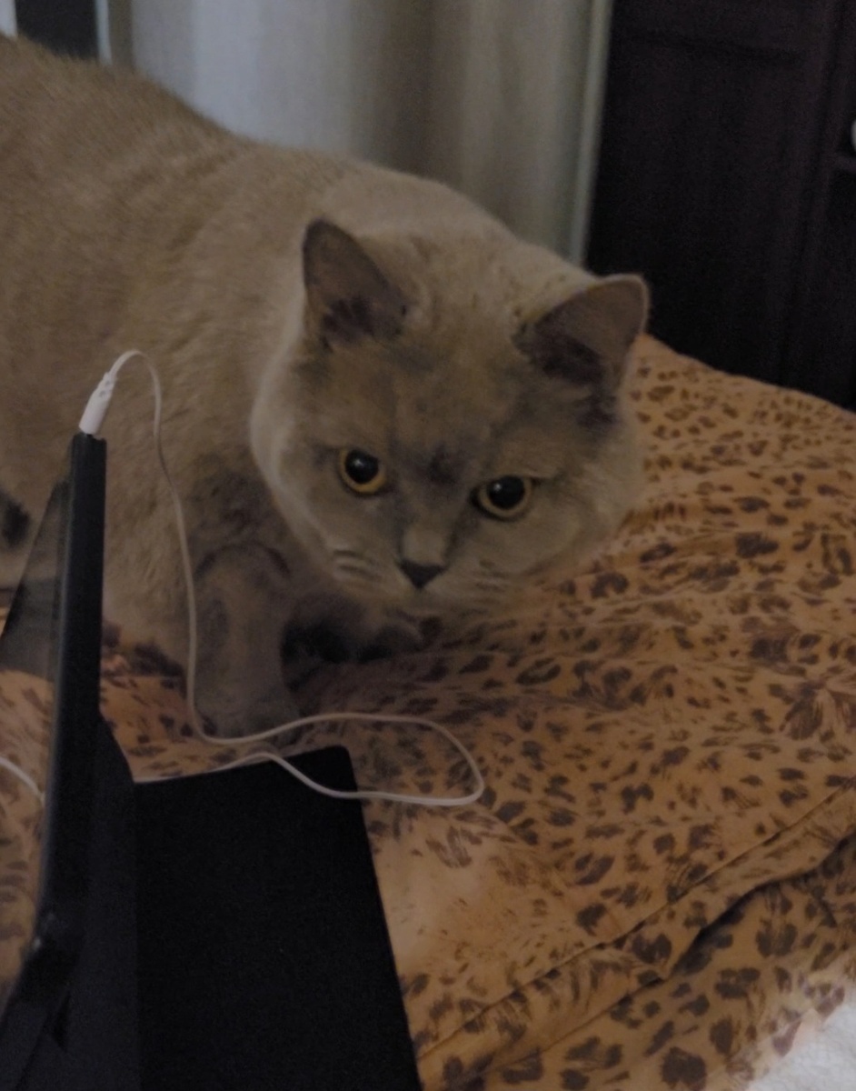 Моя кошачья. Фото автора. 