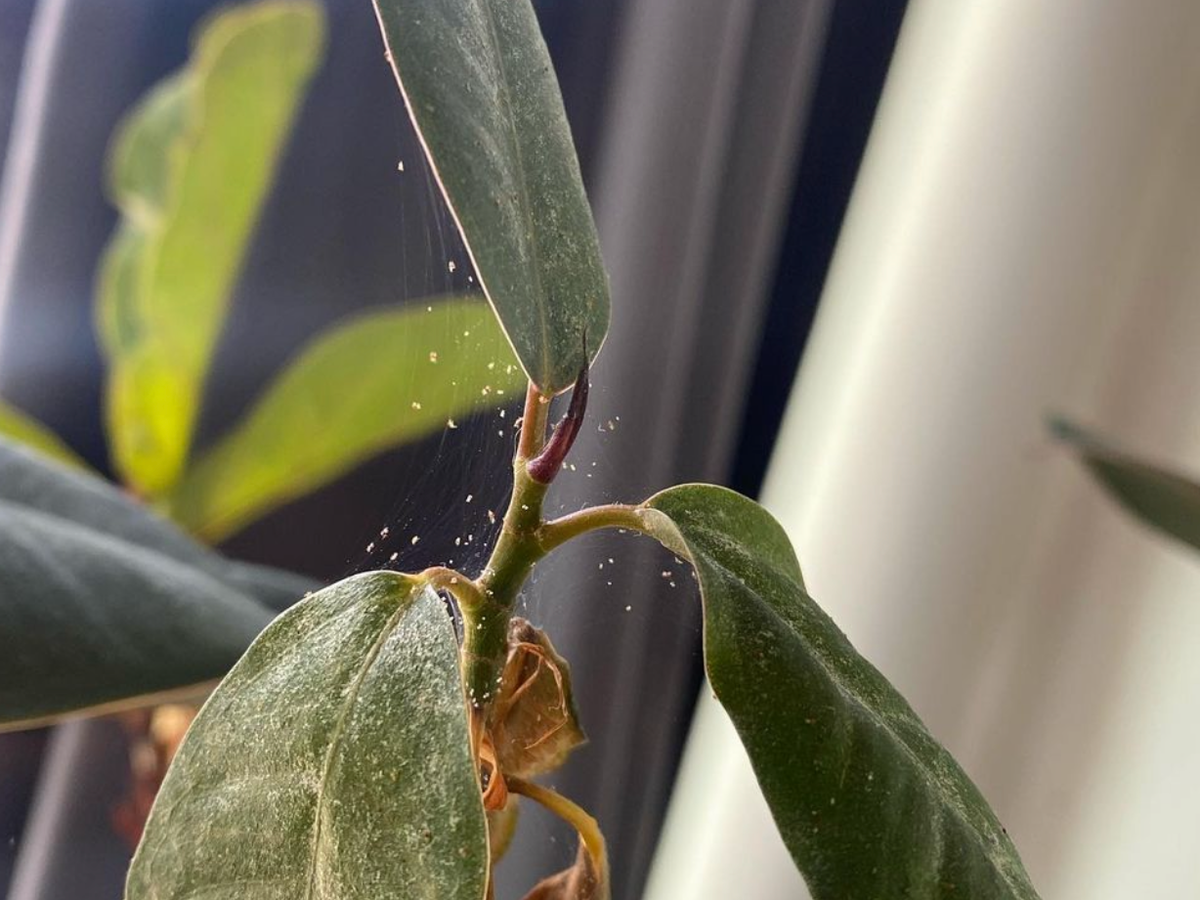 фикус с паутинными клещами 