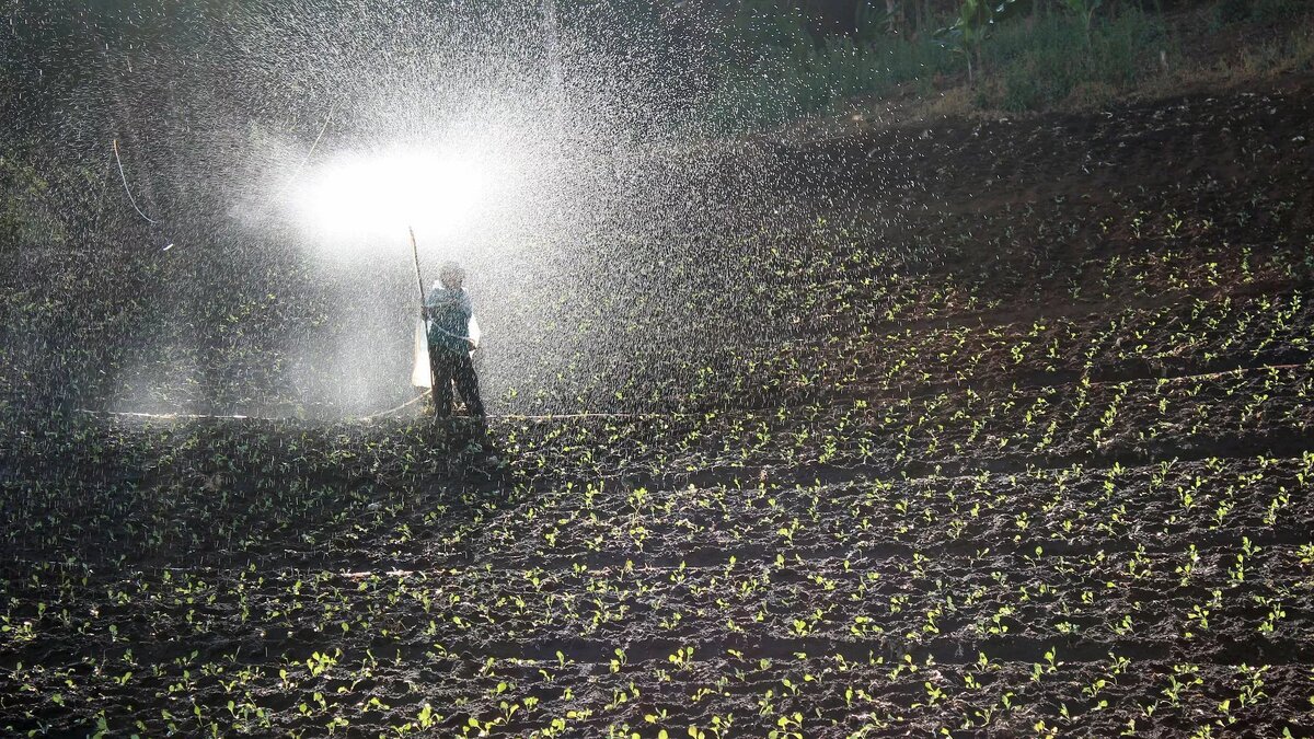 Фото: Pixabay / Peggy_Marco