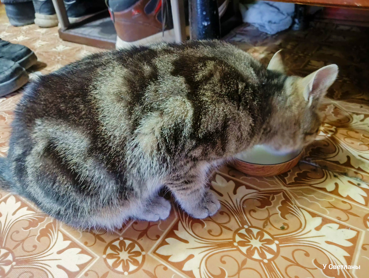 Приёмыш. Василь.