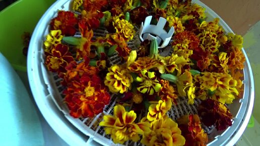 процесс сушки цветков бархатцев на бумаге