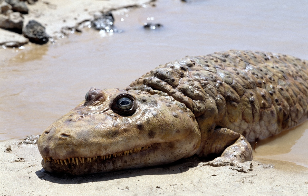 А ещё "ринезуха" в документалке называют лабиринтодонтом, хотя это название зачастую применяется к более примитивным амфибиям.