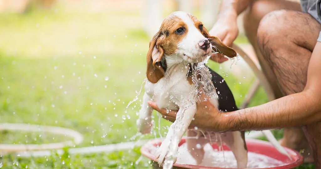 Чем можно заменить шампунь для кошек и собак, если его нет под рукой?
