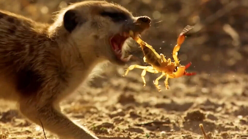 Фото: © Кадр из программы «Невероятно интересные истории», РЕН ТВ