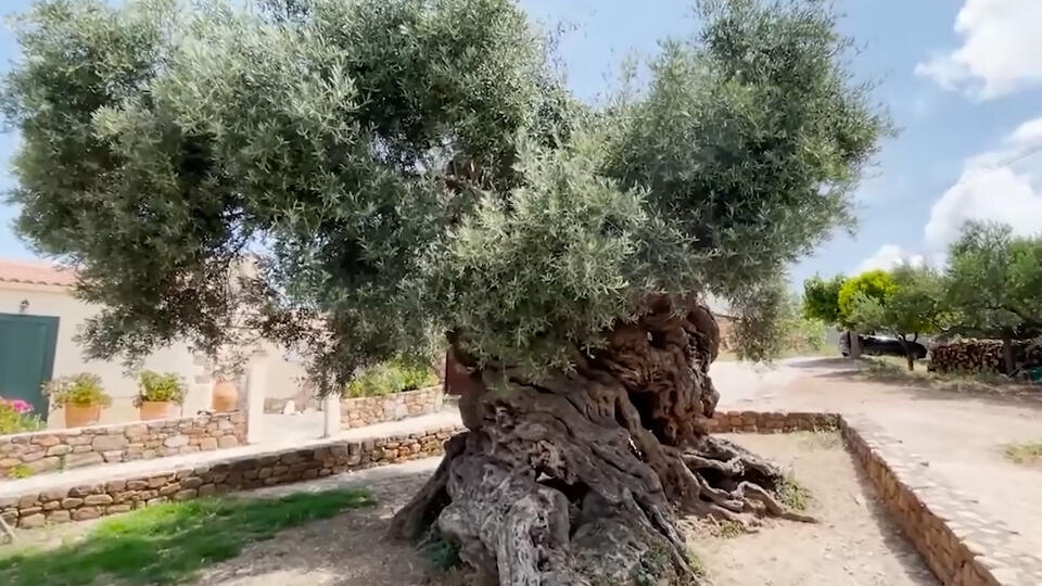 Фото: © Кадр из программы "Загадки человечества"/РЕН ТВ