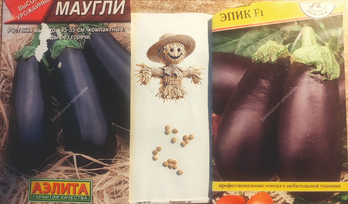 Выбор семян баклажан