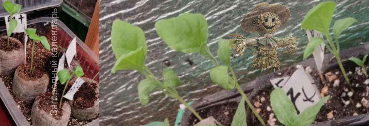 Как вырастить рассаду баклажанов без потерь