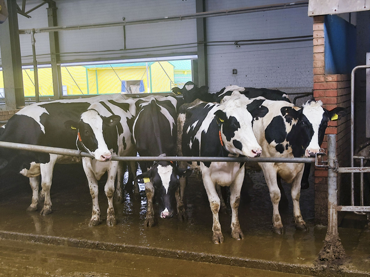 Животных привезли из Германии.  Фото: Фото: ФедералПресс / Ксения Кобалия