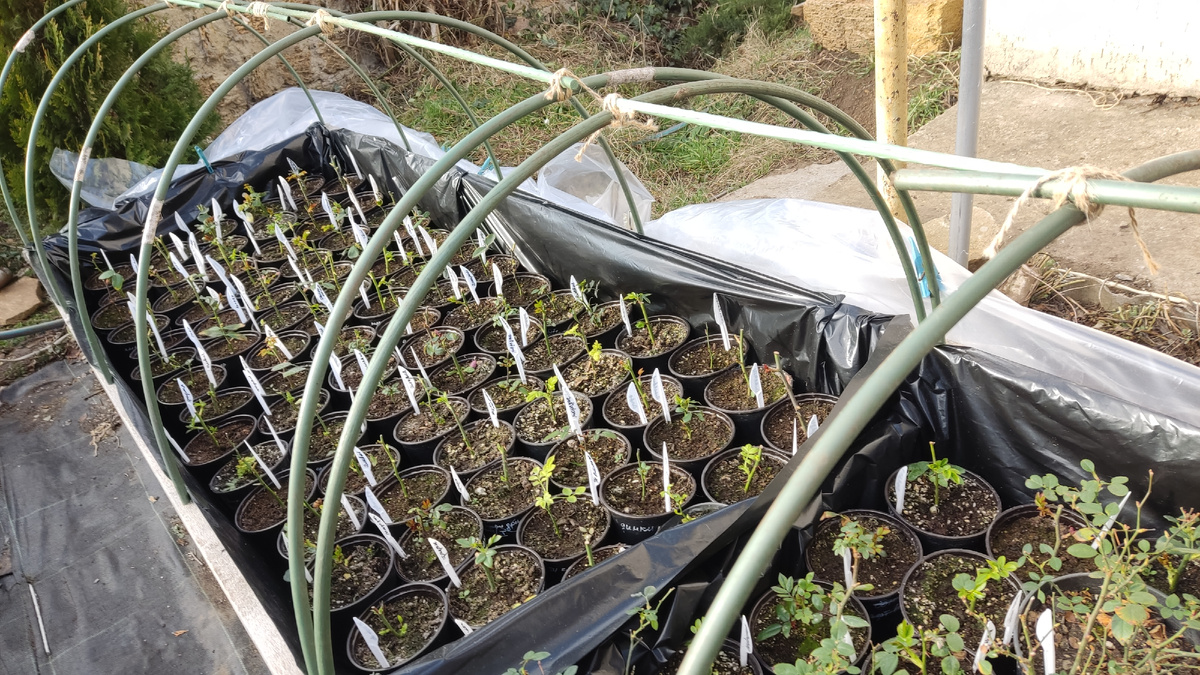 Сегодня ветер и очень тепло, пришлось клеенку свернуть