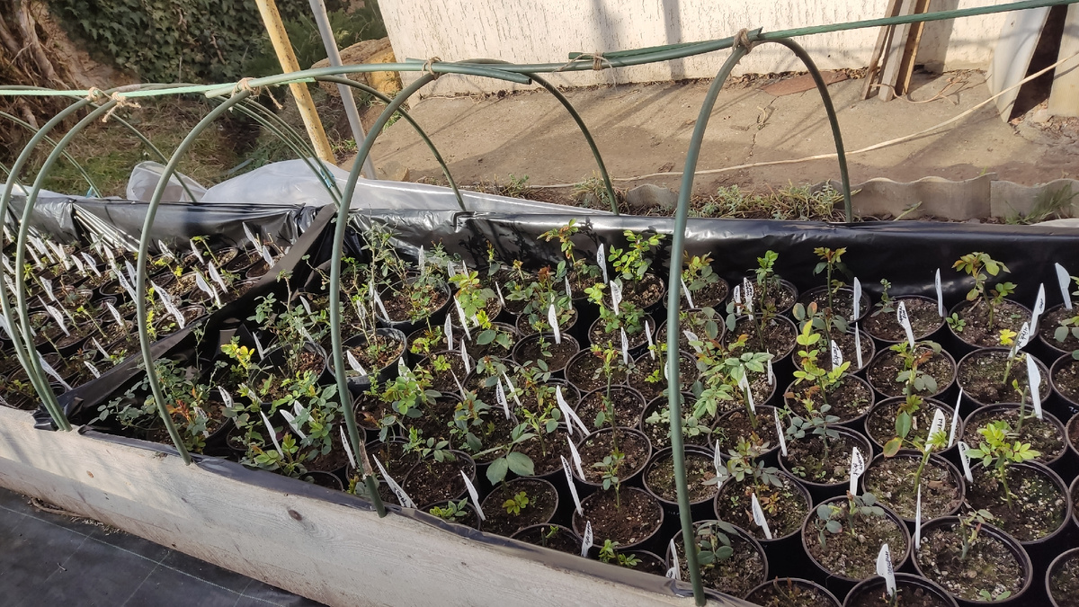 Розы пошли в рост, теперь им жить на улице