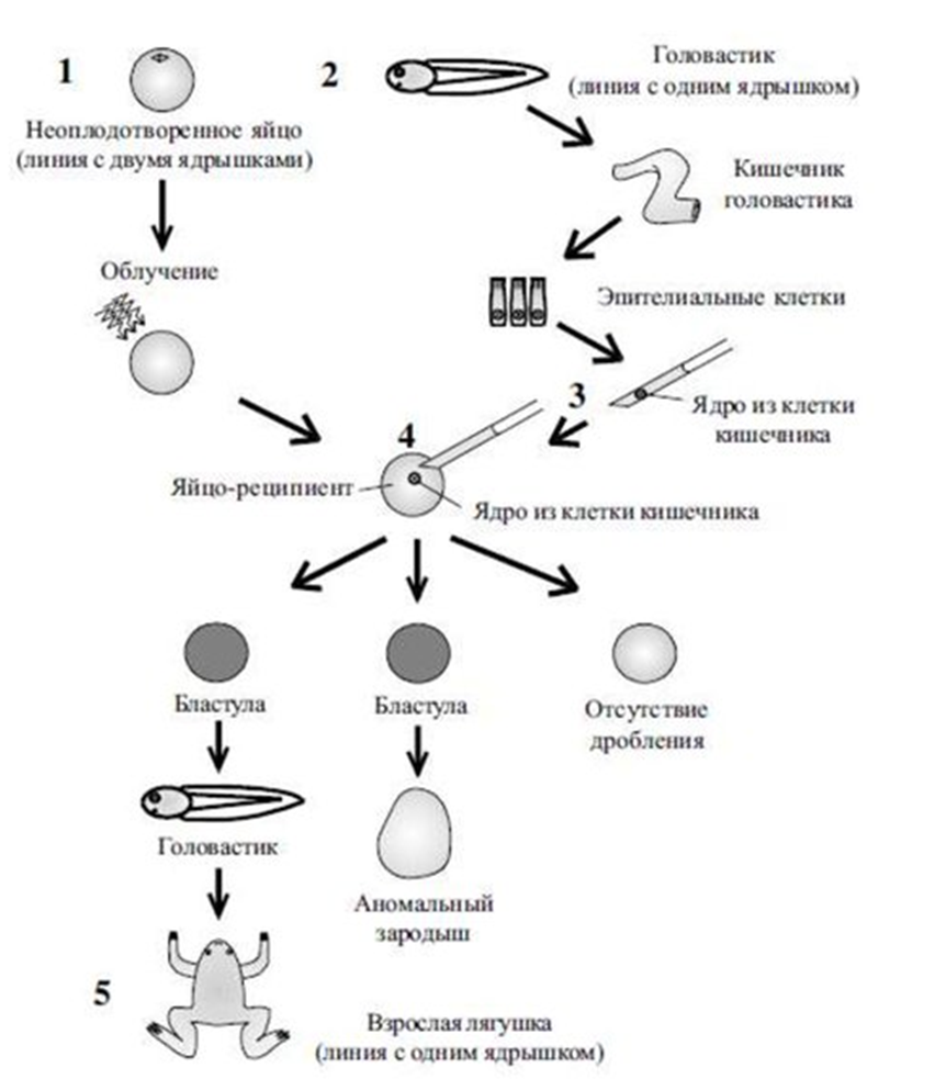 Фото из поисковой системы Яндекс
