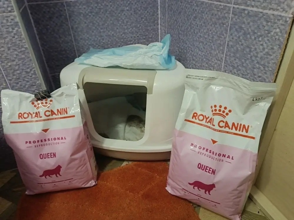 Чек от 15.04.2026 на сумму 7616 руб. за корм РК для беременной кошки с котятами 8 кг