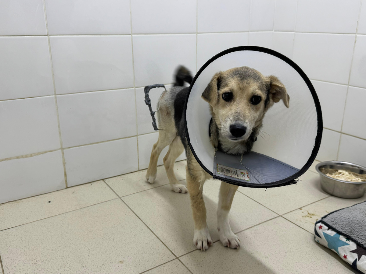 Мира. Начало лечения 