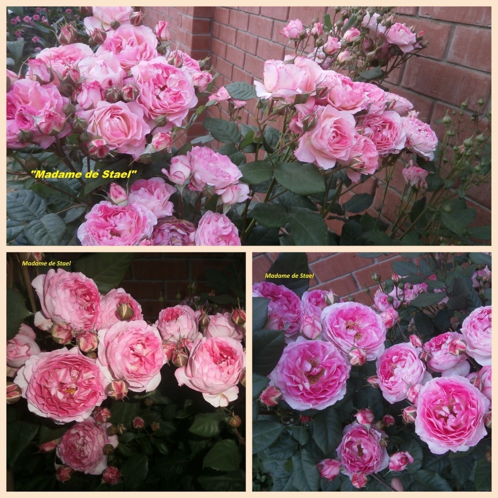 фотоколлаж Милы