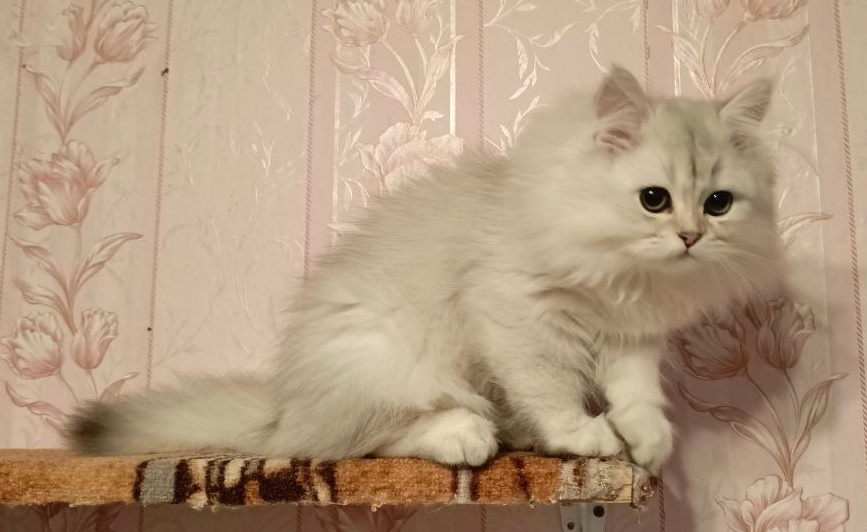 Шотландский динношерстый серебряный котик Йожик