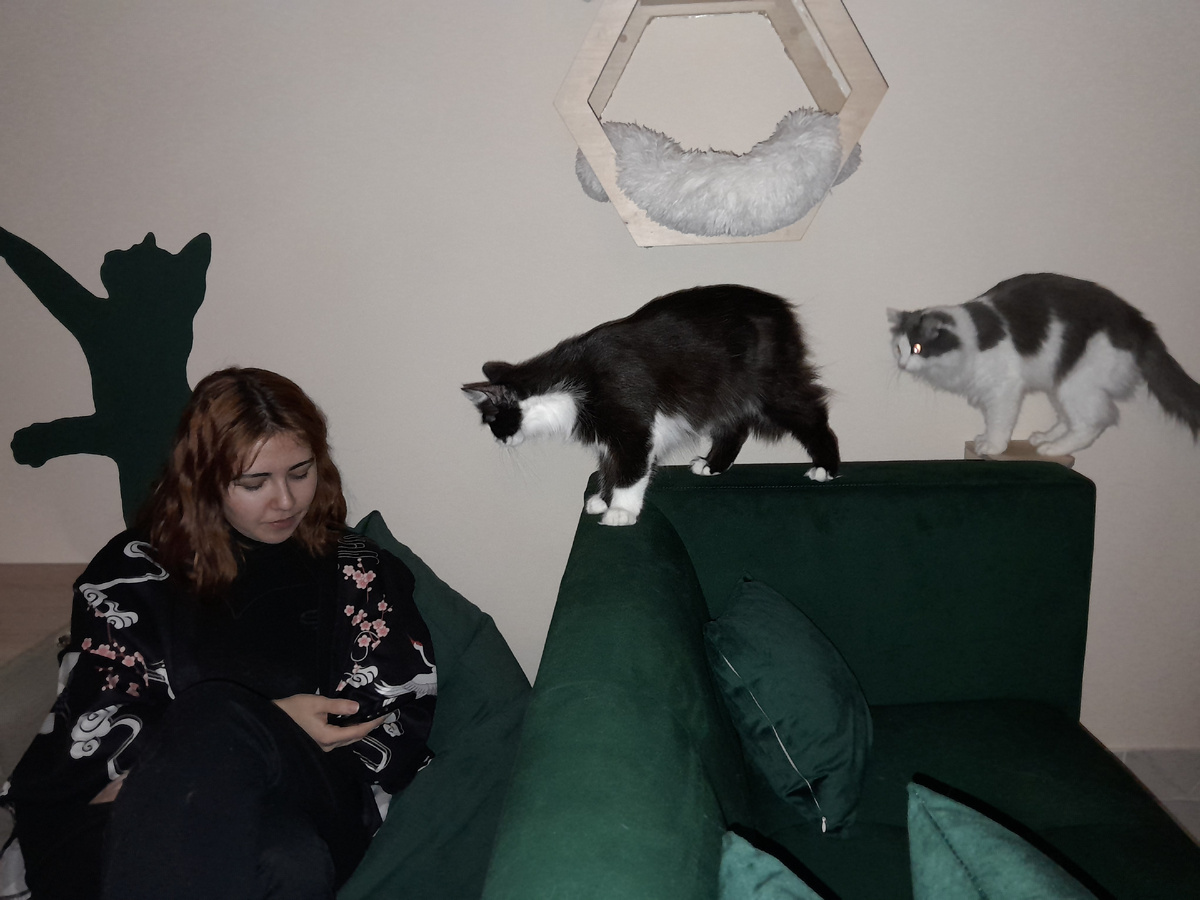 Кафе "Теплый кот"