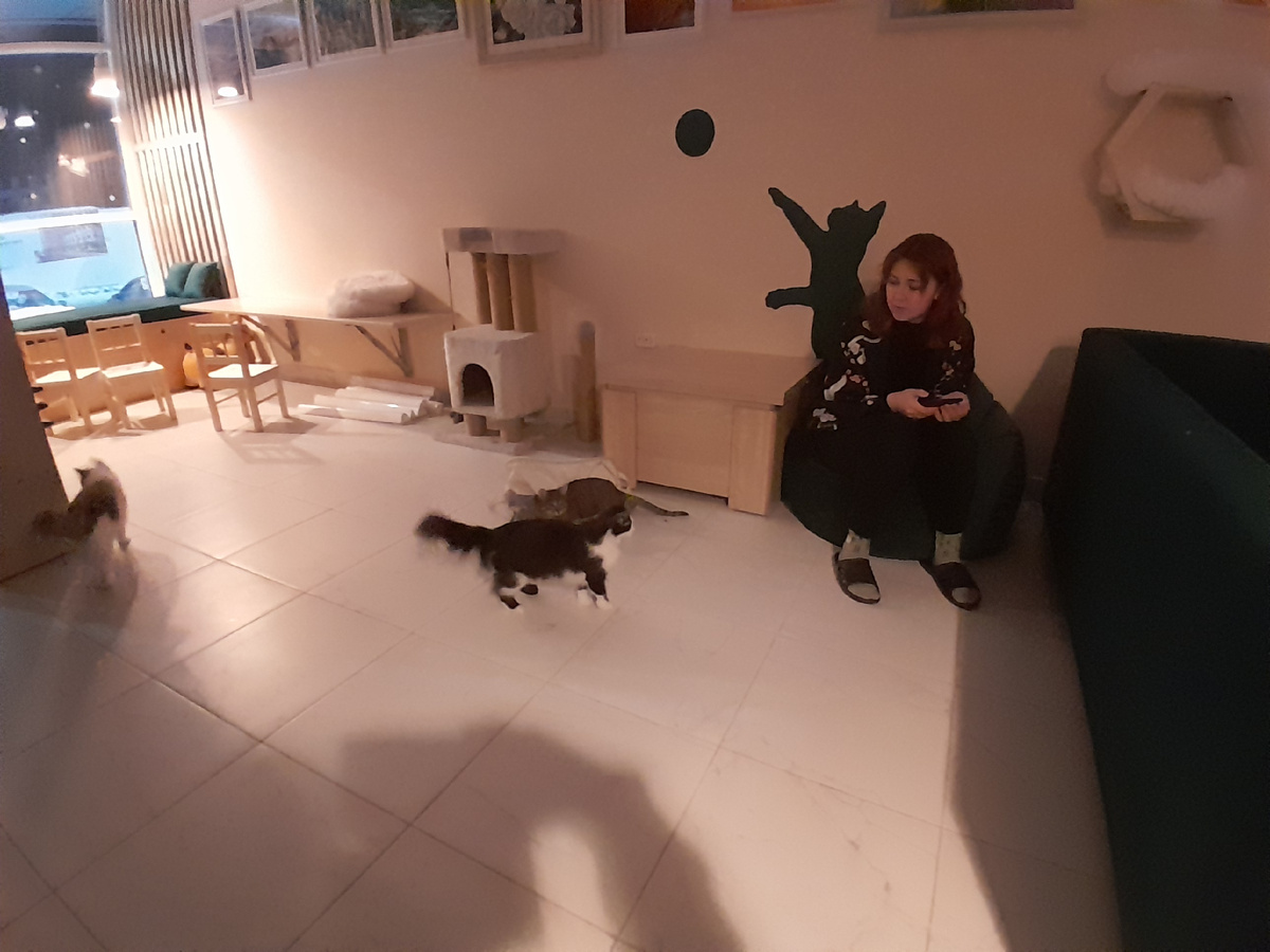 Кафе "Теплый кот"