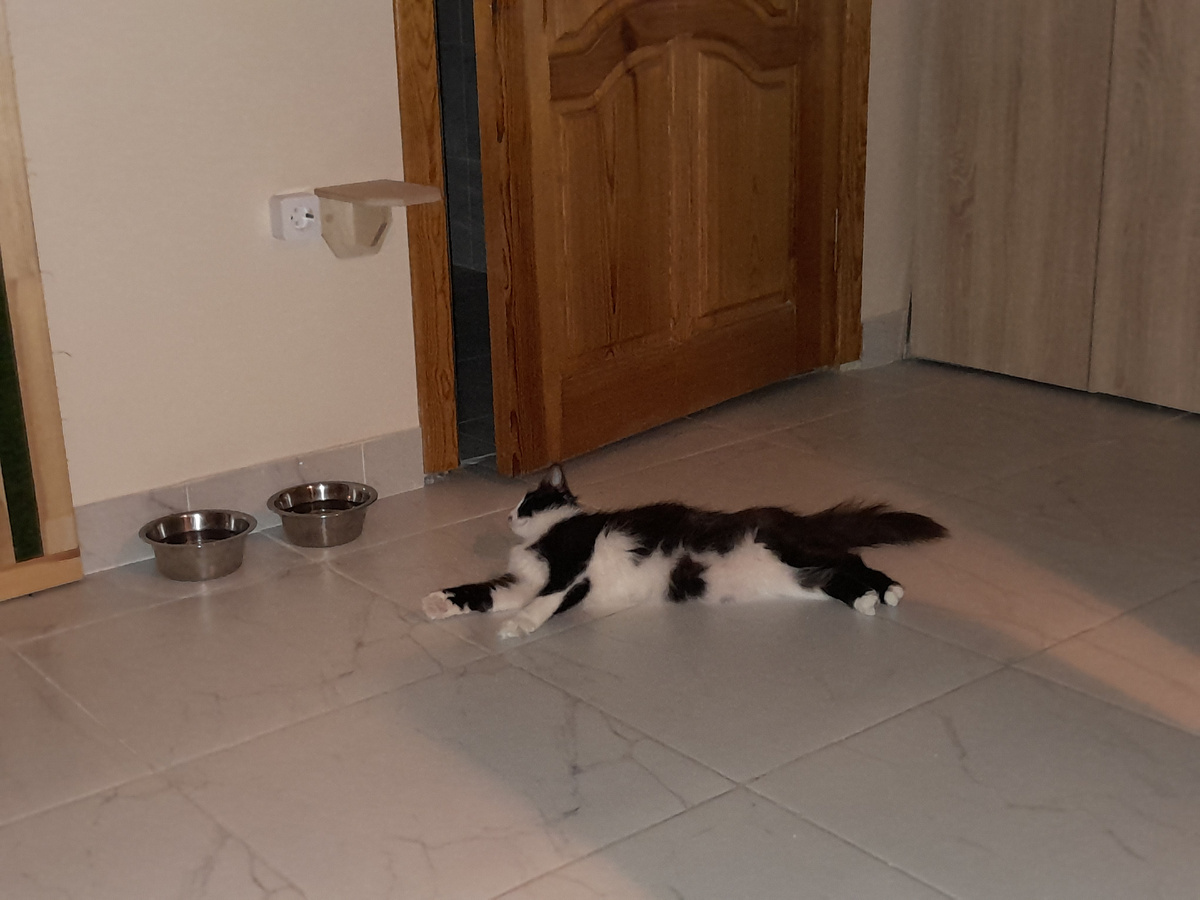 Кафе "Теплый кот"