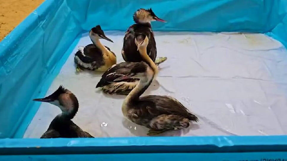 Фото: Оперативный штаб Краснодарского края