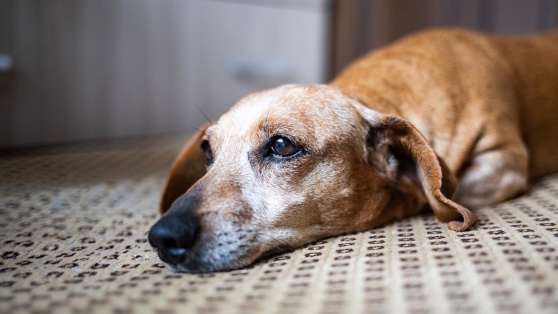    Самые частые болезни собак: какие симптомы у питомца могут насторожить Роман Захаров