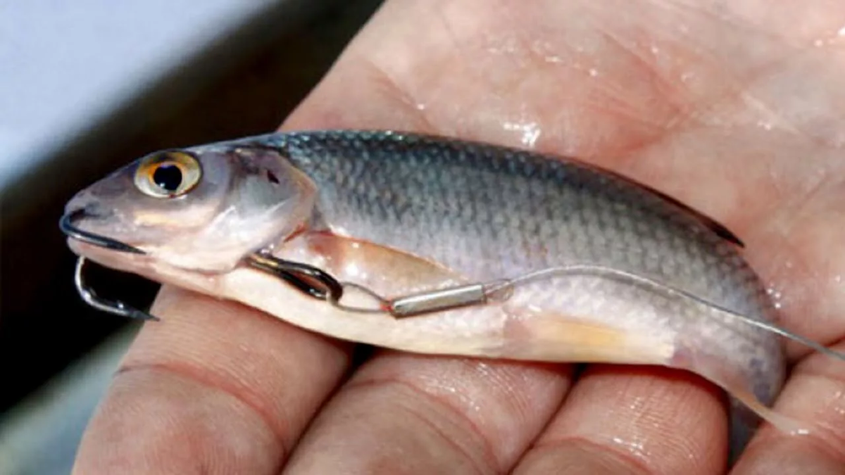 Фото с сайта: https://avatars.mds.yandex.ru