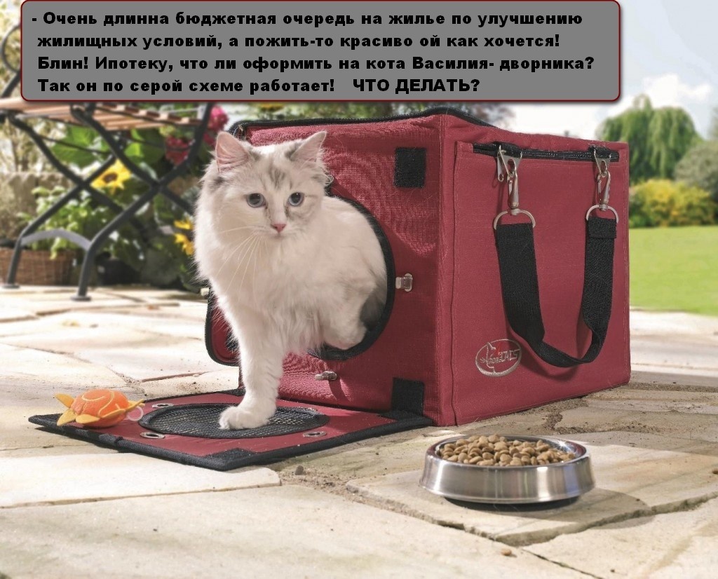 Кошкин дом после пожара