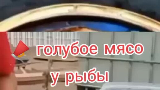 Виктория Владимир Энгельгарды | Голубое Мясо У Рыбы | Дзен