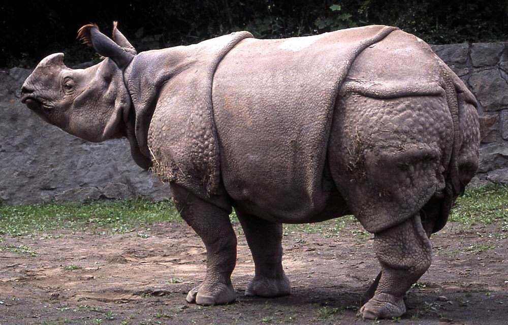 Яванский носорог (Rhinoceros sondaicus)