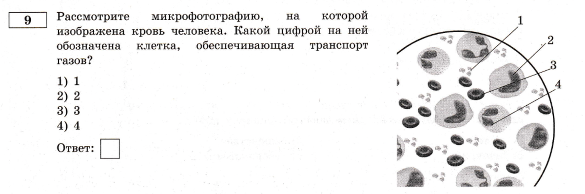 Тест из сборника ФИПИ ОГЭ Биология 30 вариантов под редакцией Рохлова