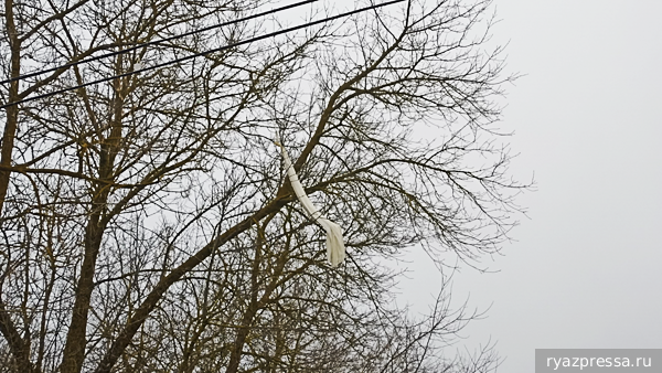     Фото: ryazpressa.ru   
 Текст: Валерия Городецкая