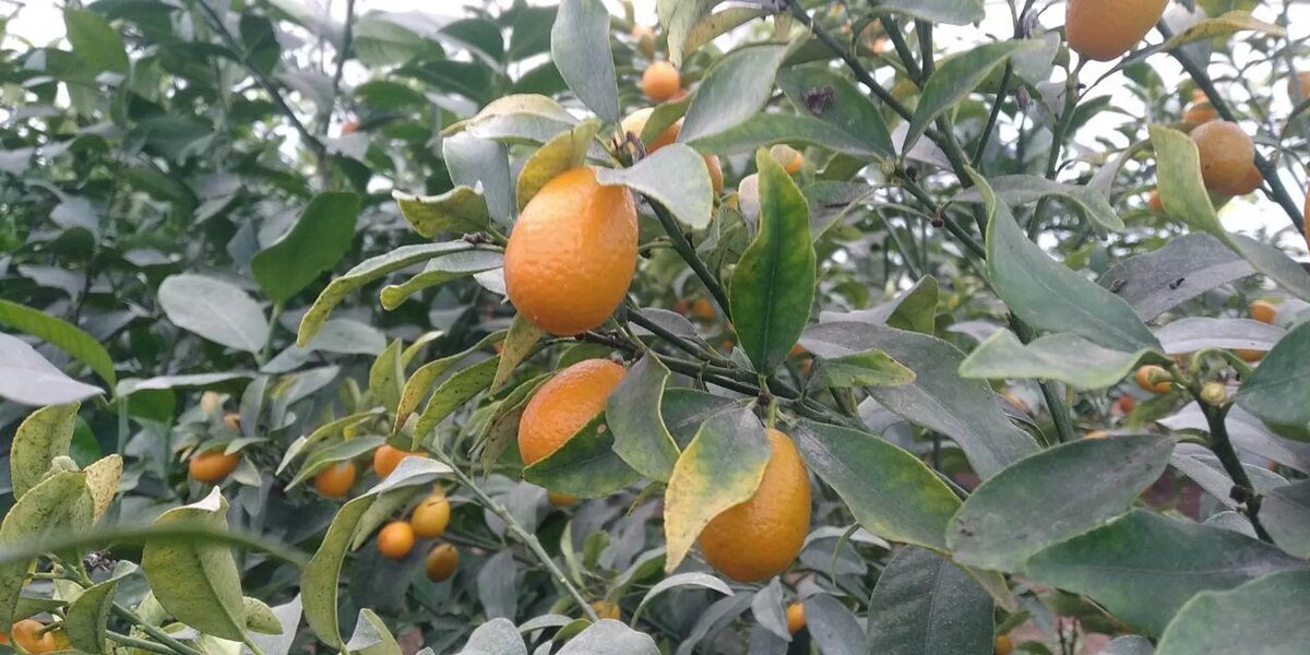 Вот бы креветки росли на деревьях.