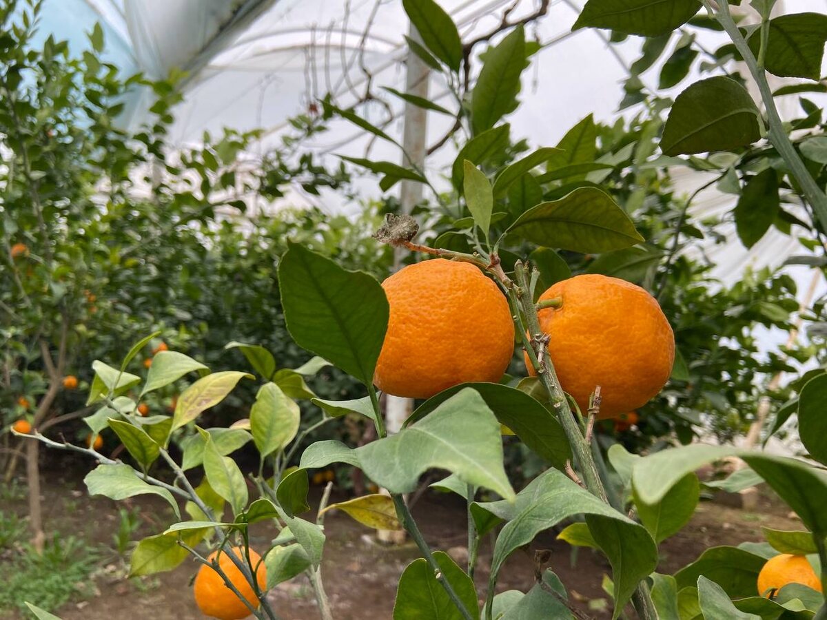 Вот бы креветки росли на деревьях.