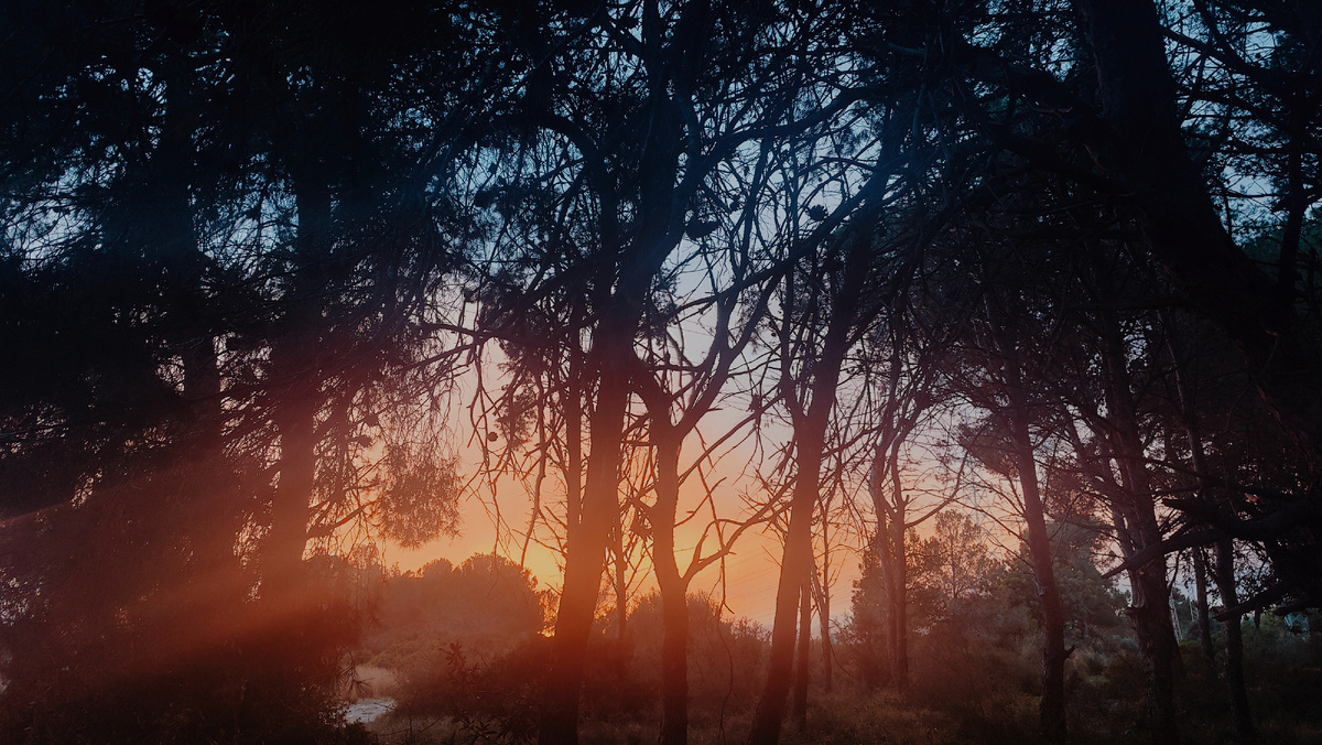 Закат в лесу