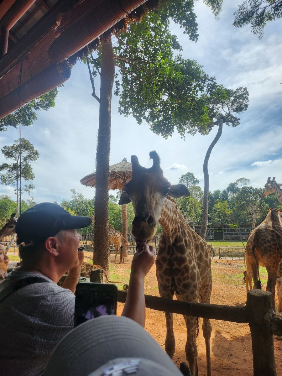 жирафа можно кормить с рук!