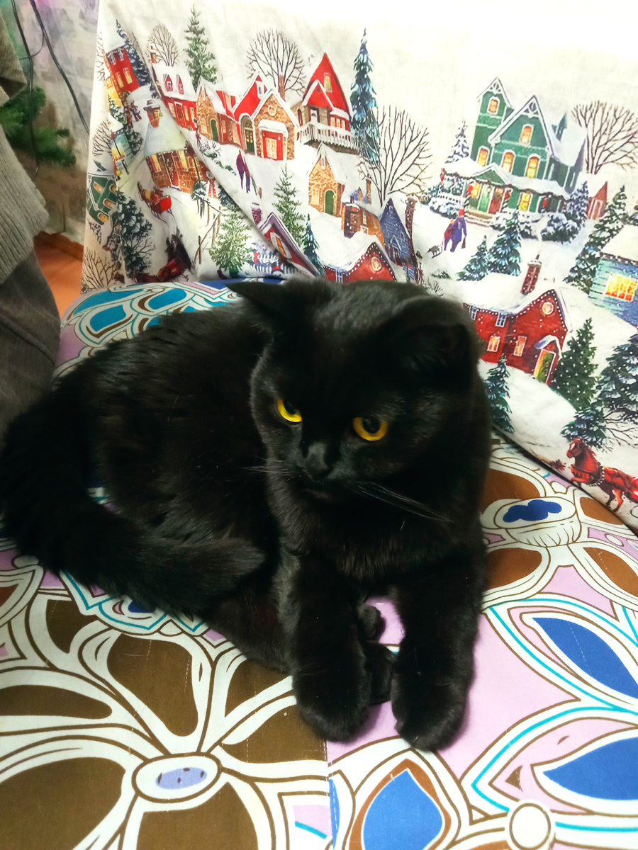 Красавица-любимица) Грэтточка)) Дома Гречечка, Гренечка, Гречушечка, Греньеточка и прочее)