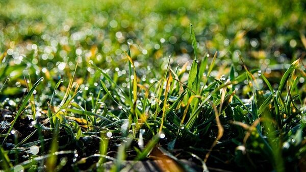    © РИА Новости Крым . Дмитрий Макеев