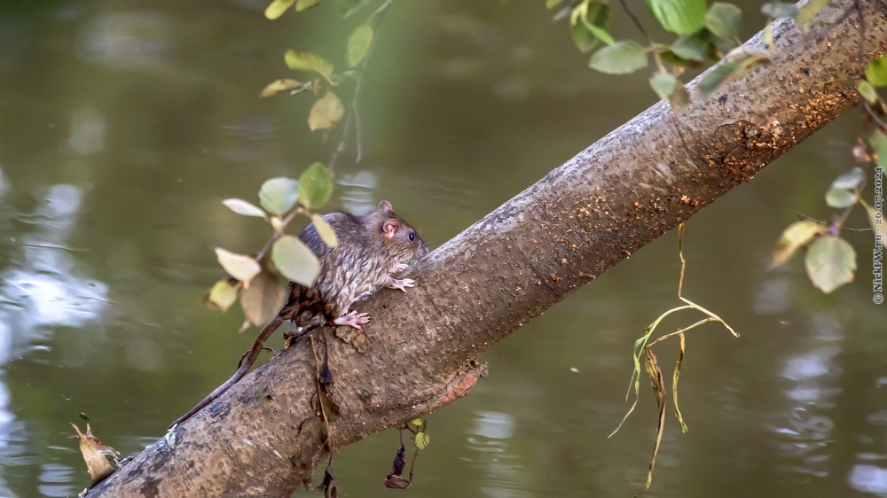 1. Крыска © NickFW.ru — 26.07.2024г.