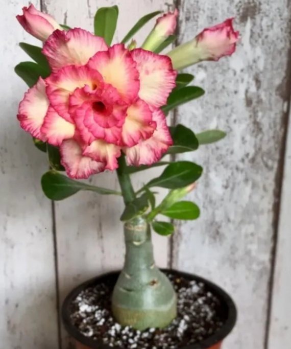 Это АДЕНИУМ ТУЧНЫЙ