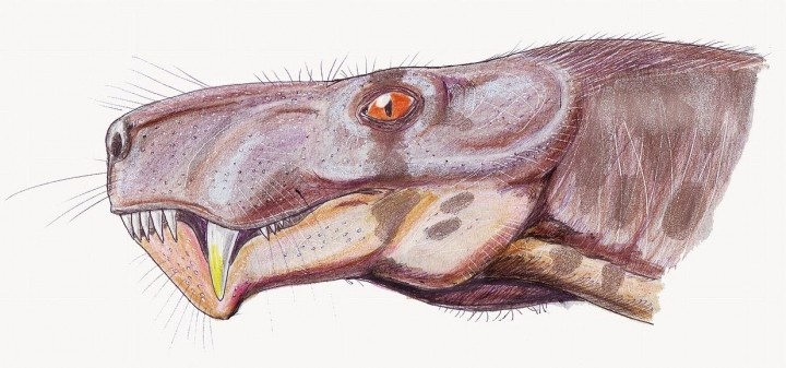 Иллюстрация морды горгонопса от Дмитрия Богданова.