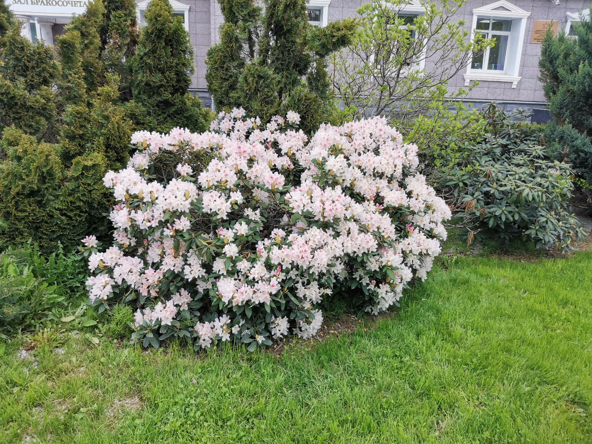 Рододендроны во дворах.