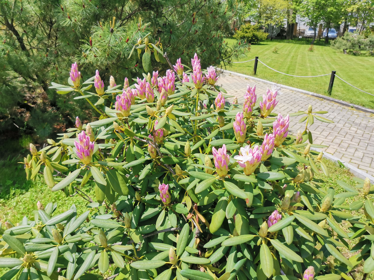 Розовые рододендроны.